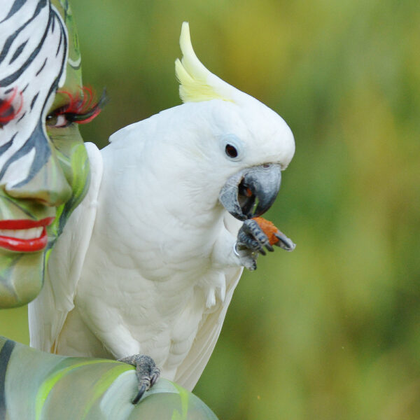 Ein Fotomodell wurde für das Kunstprojekt ANIMAL ART von Künstler Jörg Düsterwald vollständig bunt bemalt. Die Frau posiert mit Papageien.