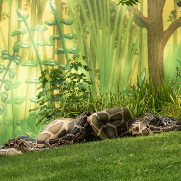 Künstler Jörg Düsterwald hat für das Kunstprojekt ANIMAL ART ein Fotomodell vollständig mit einem Schlangenmuster bemalt. In einem Zoogehege posiert die Frau für ein Fotoshooting. Um sie herum windet sich eine riesige Python-Schlange.