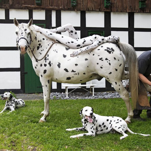 Für das Kunstprojekt WORKING ART, bei dem Berufe mit Bodypaintingmodellen dargestellt werden, hat Künstler Jörg Düsterwald ein Fotomodell vollständig bemalt. Die gestylte Frau sieht genauso weißschwarz-gefleckt aus wie ein Pferd und hält sich zusammen mit einem Hufschmied und Dalmatiner-Hunden an einem Stallgebäude auf.