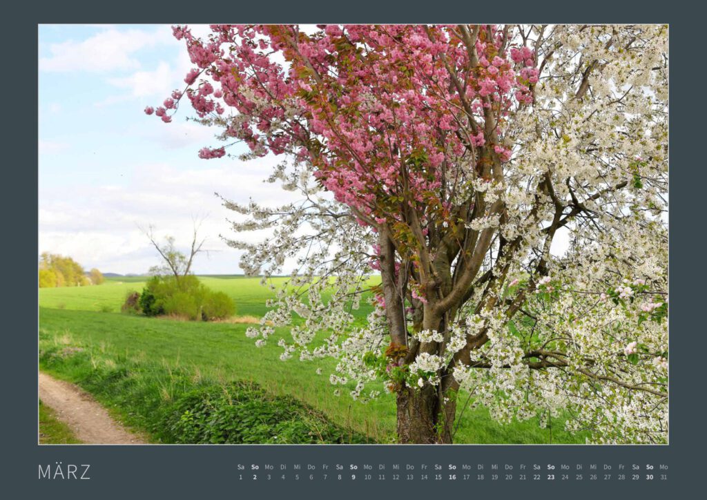 Das Monatsblatt März vom Bodypainting-Kalender NATURE ART 2025 von Künstler Jörg Düsterwald. Ein bemaltes Fotomodell steht zwischen Ästen in einem zweifarbig blühenden Kirschbaum.