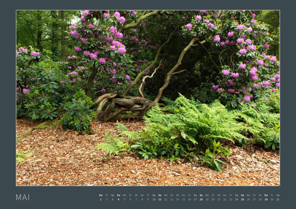 Das Monatsblatt ;Mai vom Bodypainting-Kalender NATURE ART 2025 von Künstler Jörg Düsterwald. Ein bemaltes Fotomodell liegt auf schiefen Baumstämmen in einem Rhododendronpark.