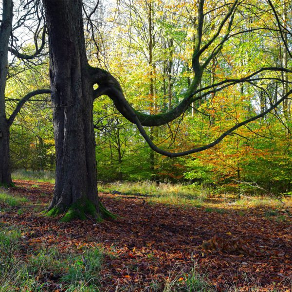 Herbstlaub-Motiv aus dem Körperkunstprojekt NATURE ART des Künstlers Jörg Düsterwald.