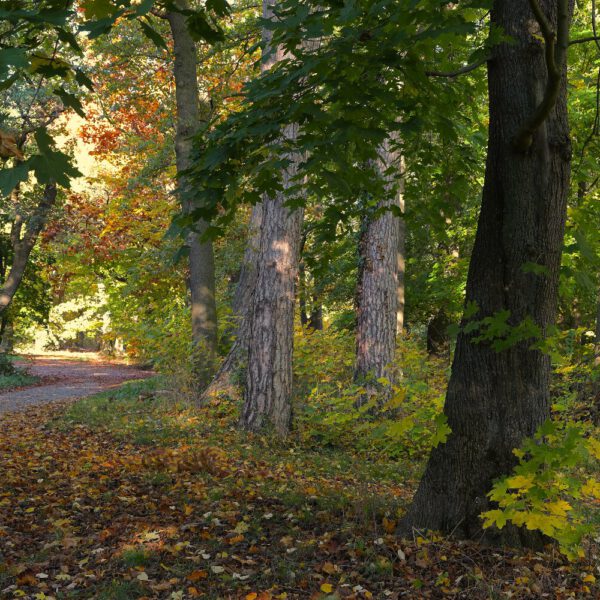 Herbstlaub-Motiv aus dem Körperkunstprojekt NATURE ART des Künstlers Jörg Düsterwald.