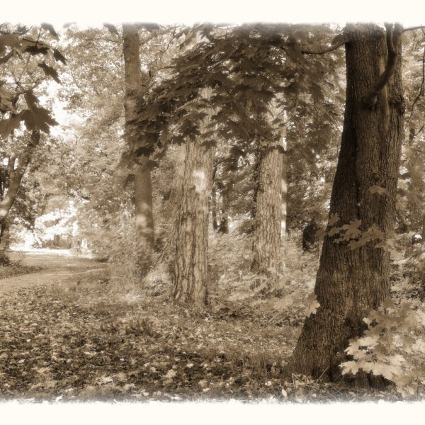 Herbstlaub-Motiv aus dem Körperkunstprojekt NATURE ART des Künstlers Jörg Düsterwald.