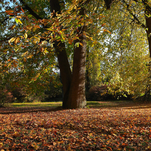 Herbstlaub-Motiv aus dem Körperkunstprojekt NATURE ART des Künstlers Jörg Düsterwald.