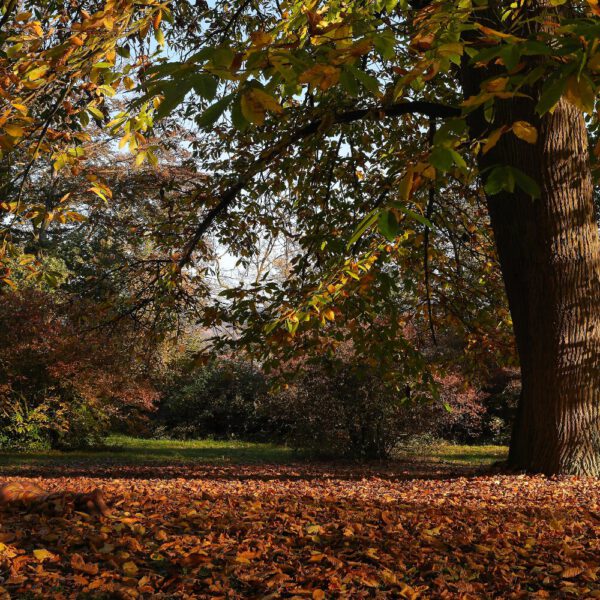 Herbstlaub-Motiv aus dem Körperkunstprojekt NATURE ART des Künstlers Jörg Düsterwald.